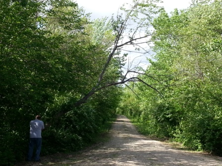 tree 1