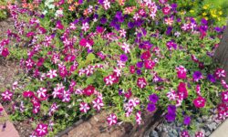 A New Garden for the Amtrak Station (May 2025)